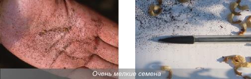 Ответы У каких растений крупные, средние и мелкие семена Какими преимуществами обладают растения с крупными, а какие с