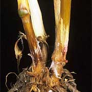 fusarium-spp-root-180x180